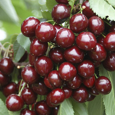 Sweet Cherry 'Stella' (Prunus avium) Bare-Root Tree 1.2 m Tall Grow Your Own Fruit UK Gardens