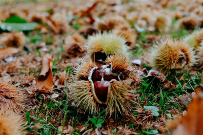 Sweet Chestnut Trees Castanea Sativa Fruit Nut Trees 2-3ft Tall Pack of 5