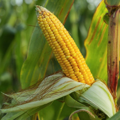 Sweet Corn Moonshine Super-Sweet SH2 Variety with Excellent Cob ...