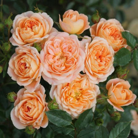 Sweet Dream Rose Bush Orange Flowering Roses Patio Rose 4L Pot