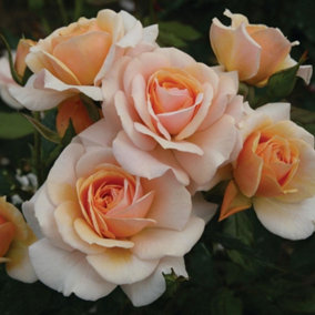 Sweet Honey Rose Bush Orange Flowering Roses Floribunda Rose 4L Pot
