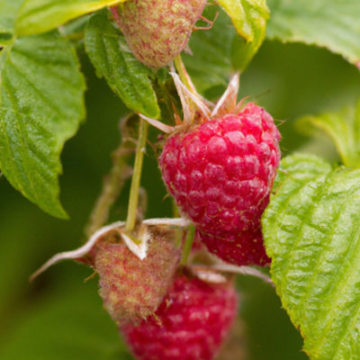 Sweet Little Sister Raspberry (Rubus) Tree - 7Ltr Potted