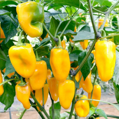 Sweet Midas Pepper - Vigorous crisp juicy flavorful sweet bell pepper ...