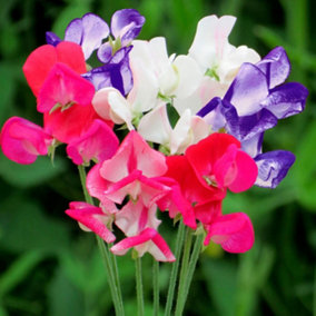 Sweet Pea Fragrant Boundary 1 Seed Packet (20 Seeds)