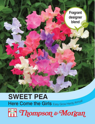 Sweet Pea Here Come the Girls 1 Seed Packet (20 Seeds)