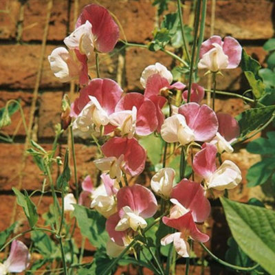 Sweet Pea Painted Lady 1 Packet (20 Seeds)