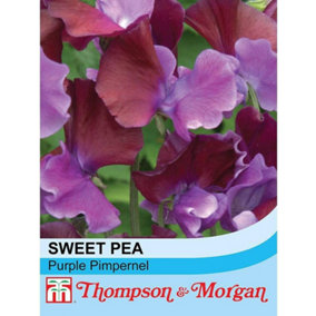 Sweet Pea Purple Pimpernel 1 Packet (20 Seeds)