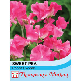Sweet Pea Robert Uvedale 1 Seed Packet (20 Seeds)