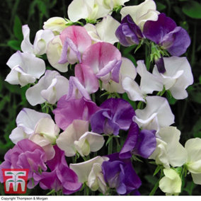 Sweet Pea Scent Infusion - 1 Seed Packet (25 Seeds)