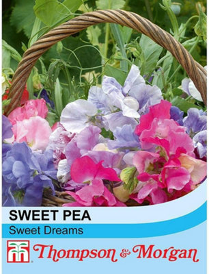 Sweet Pea Sweet Dreams 1 Seed Packet (60 Seeds)
