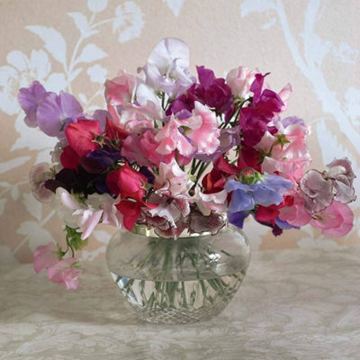 Sweet Pea Sweet Dreams 1 Seed Packet (60 Seeds)