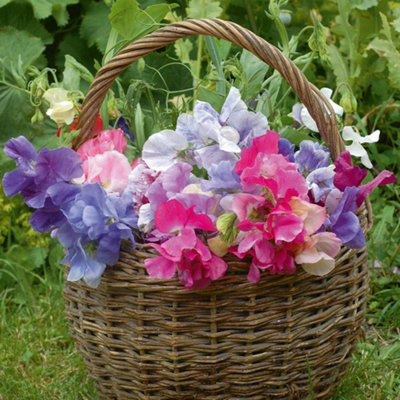 Sweet Pea Sweet Dreams 1 Seed Packet (60 Seeds) - 3