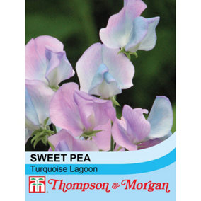 Sweet Pea Turquoise Lagoon 1 Packet (20 Seeds)