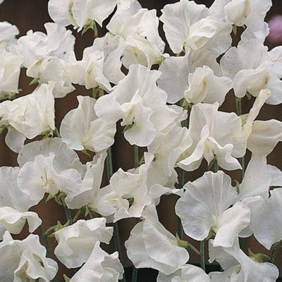 Sweet Pea White Supreme 1 Packet (20 Seeds)