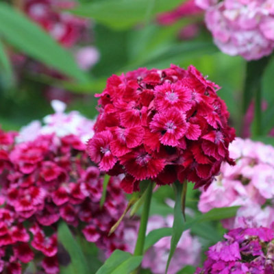 Sweet William Dianthus Barbatus Tall mix Flower Red Pink White 2000 Seeds