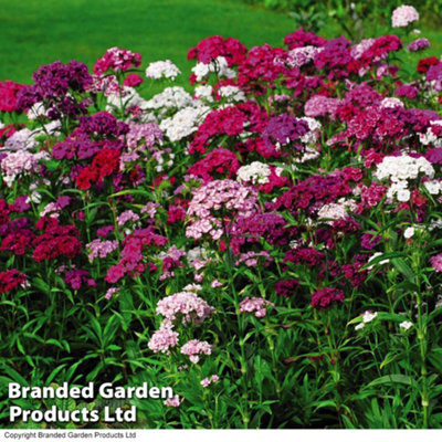 Sweet William Dianthus Sweet 24 Plug Plants