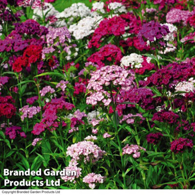 Sweet William Dianthus Sweet 24 Plug Plants