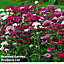 Sweet William (Dianthus) Sweet 24 Plug Plants
