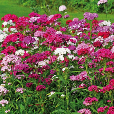 Sweet William Dianthus Sweet 48 Plug Plants