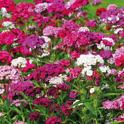 Sweet William Dianthus Sweet 48 Plug Plants