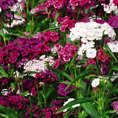 Sweet William Dianthus Sweet 48 Plug Plants - 3