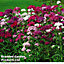 Sweet William (Dianthus) Sweet 6 Plug Plants