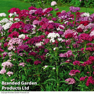 Sweet William Dianthus Sweet 6 Plug Plants - 3