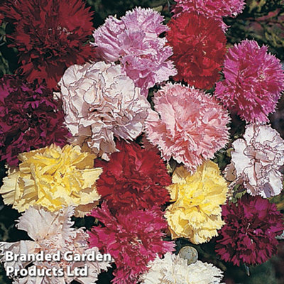 Sweet William Excelsior Mixed 1 Seed Packet (250 Seeds)