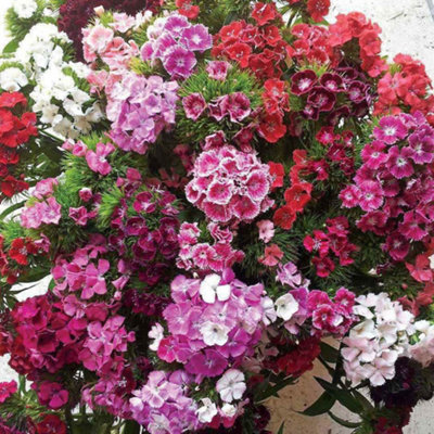 Sweet William Vesuvio Garden Ready Plants x30