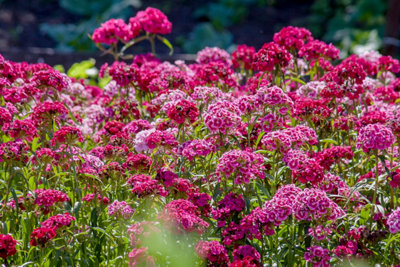 Sweet William Vesuvio Garden Ready Plants x30