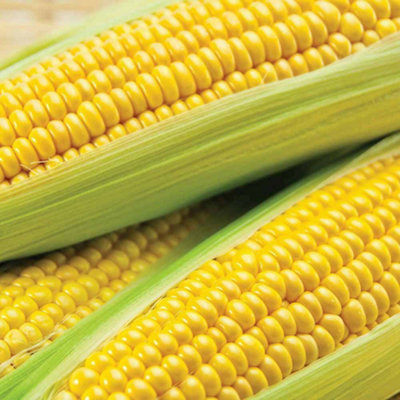 Sweetcorn Conqueror F1 Hybrid 1 Packet