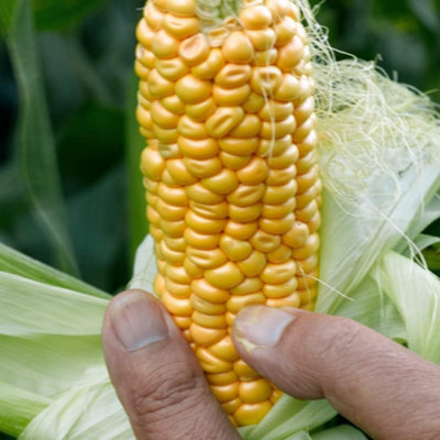 Sweetcorn Early Xtra Sweet F1 Hybrid 1 Seed Packet  (30 Seeds)
