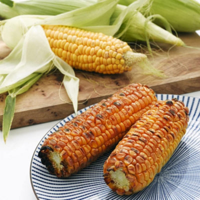 Sweetcorn Early Xtra Sweet F1 Hybrid 1 Seed Packet  (30 Seeds) - 3