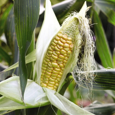 Sweetcorn Early Xtra Sweet F1 Hybrid 1 Seed Packet  (30 Seeds) - 4