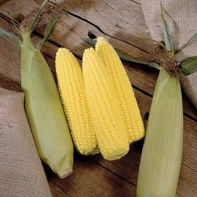 Sweetcorn F1 Swift 1 Seed Packet (35 Seeds)
