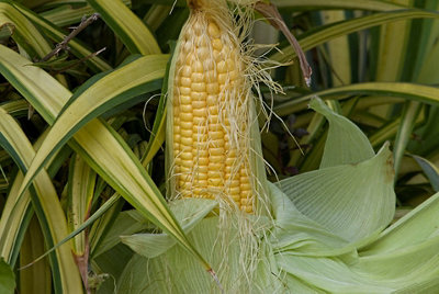 Sweetcorn Golden Bantam Vegetable Seeds (Approx. 18 seeds) by Jamieson Brothers - 3