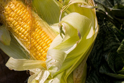 Sweetcorn Golden Bantam Vegetable Seeds (Approx. 18 seeds) by Jamieson Brothers - 4