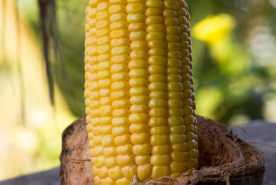 Sweetcorn Golden Bantam Vegetable Seeds (Approx. 18 seeds) by Jamieson Brothers - 6