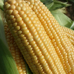 Sweetcorn Lark 12 x Plant Plugs for Gardens Grow Your Own Corn