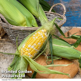 Sweetcorn Pot of Gold F1 1 Seed Packet   (20 Seeds)