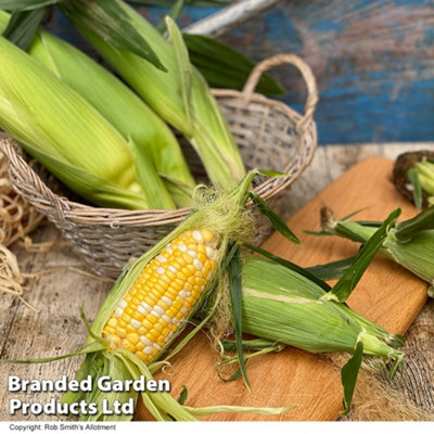 Sweetcorn Pot of Gold F1 1 Seed Packet   (20 Seeds)