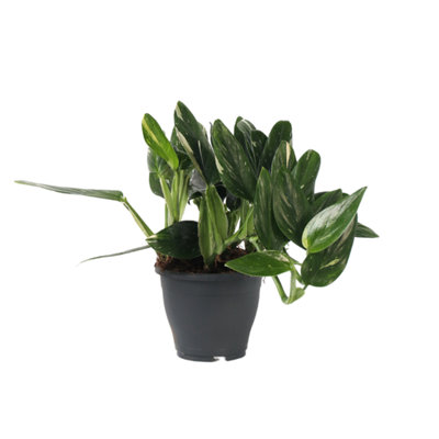 sansevieria hahnii Sansevieria Hahnii Snake Plants for Sale
