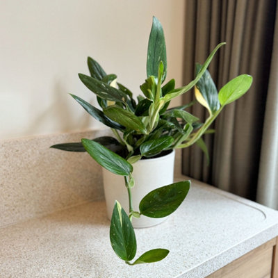 Sweetheart Plant - Philodendron Cobra - Height 55-65cm - Pot 19cm