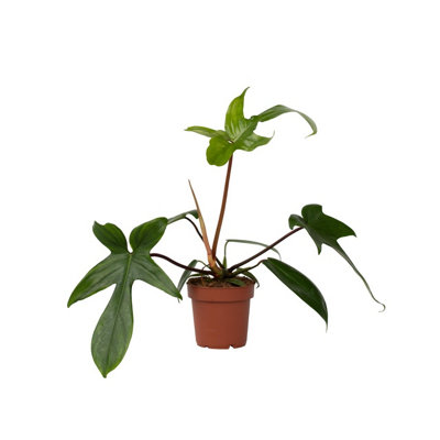 rattle snake plant care 6" Calathea Lancifolia 'Rattlesnake'  BWH Plant Co