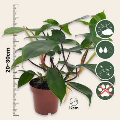 SWEETHEART PLANT - PHILODENDRON FLORIDA GREEN - HEIGHT 20-30CM - POT 12CM