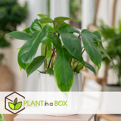succulents for free Monthly Subscription Box