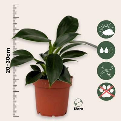 SWEETHEART PLANT - PHILODENDRON GREEN PRINCESS - HEIGHT 20-30CM - POT 12CM