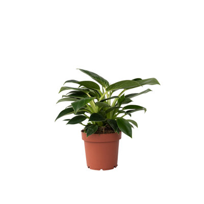 Sweetheart Plant - Philodendron White Wave - Height 25-40cm - Pot 12cm