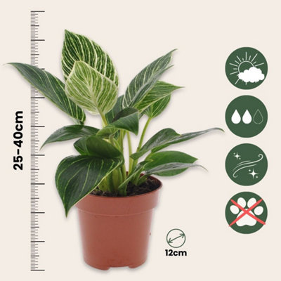 Sweetheart Plant - Philodendron White Wave - Height 25-40cm - Pot 12cm