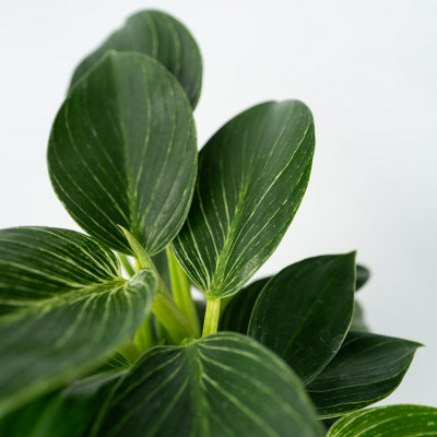 philodendron gloriosum varieties Philodendron Gloriosum Variegated  TerraFlora Global